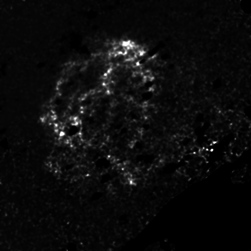 Image of C IV emission in the Vela nebula.
