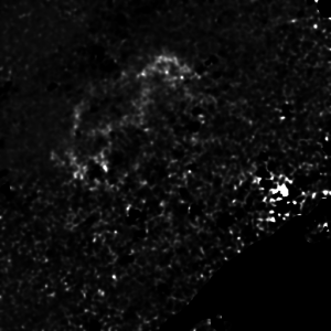 Si IV emission line map with faint, complex morphology and small bright spots.